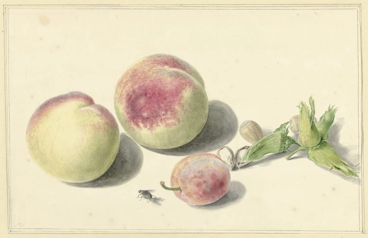 Pesche, noci, una prugna e una mosca - Rijks Museum, Amsterdam
